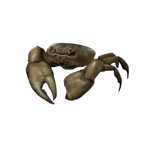 Kenyan Mangrove Crab